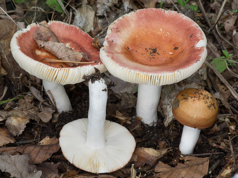 Russula velenovskyi